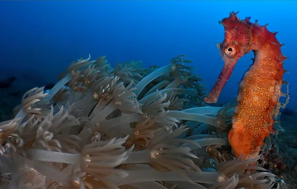 Животные, природа, Nature, дайвинг, sea, animal, морской конёк, sea horse