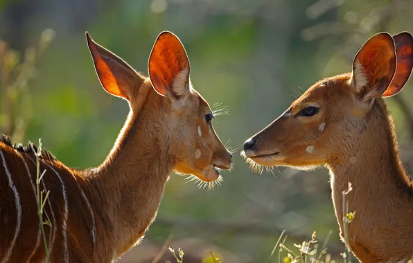 Африка, ЮАР, самка, антилопа, Kruger National Park, ньяла