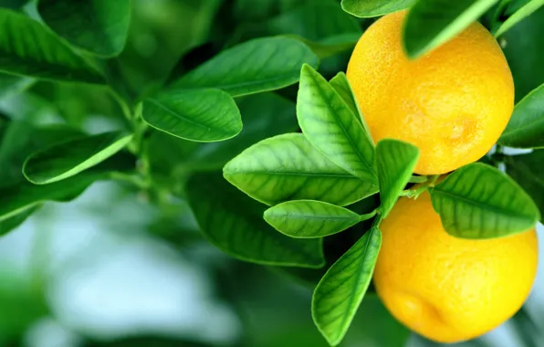 Картинка апельсины, leaves, fruits, oranges