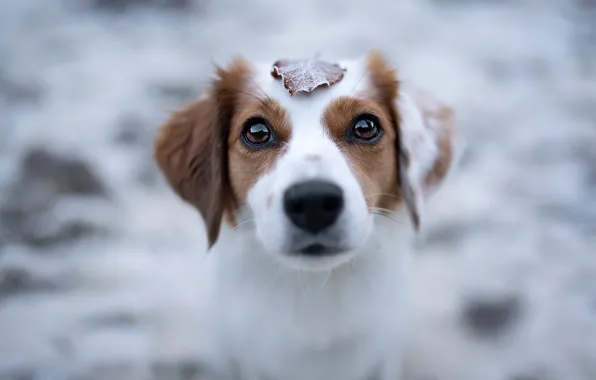 Картинка взгляд, лист, собака