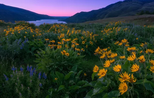 Картинка цветы, горы, река, рассвет, утро, луг, Орегон, Oregon