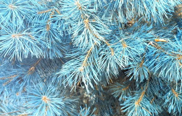Зима, елка, blue, winter, snow, fir tree, голубая ель, ветки ели