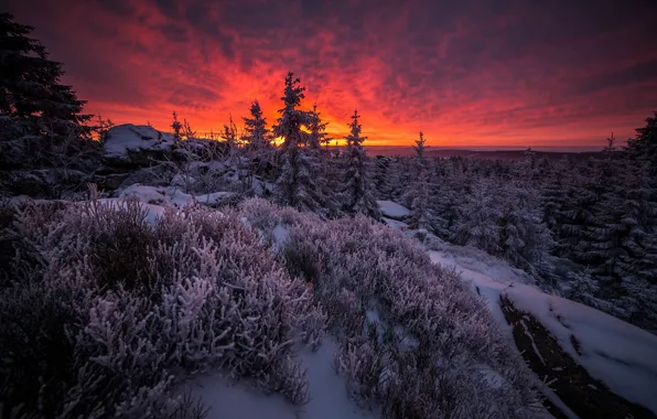 Картинка лес, облака, деревья, рассвет, Bayem