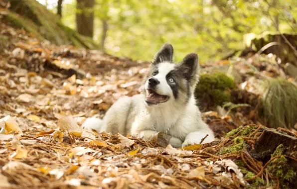 Картинка осень, листья, собака, щенок, Якутская лайка