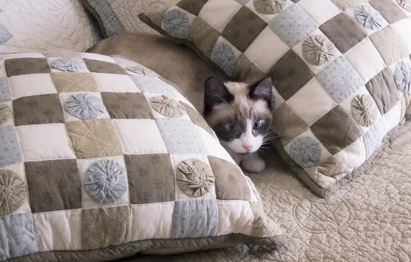 Кошка, кот, взгляд, поза, диван, подушки, лежит, мордашка
