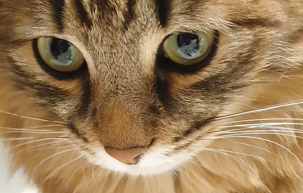 Кошка, кот, взгляд, мордочка, котейка