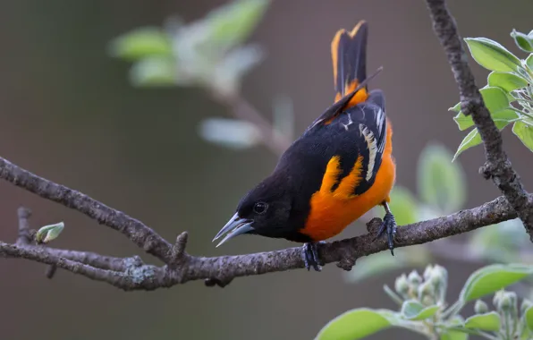 Картинка ветки, фон, птица