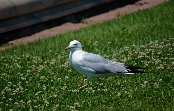 Трава, Птица, Чайка, Grass, Bird, Seagull