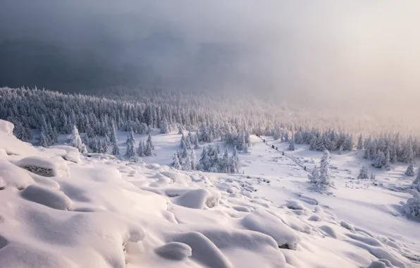 Зима, иней, лес, снег, горы, туман, вид, утро