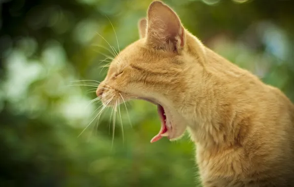 Картинка кошка, рыжая, зевает