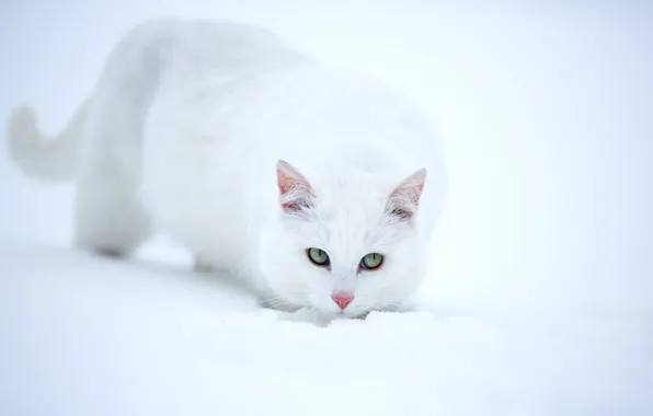 Картинка взгляд, снег, белая кошка