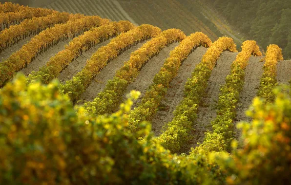 Осень, холмы, Франция, виноградник
