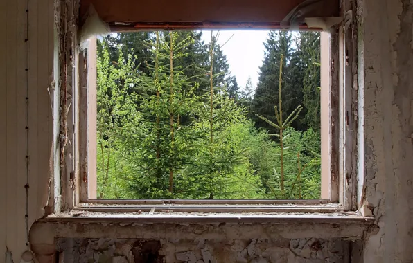 Картинка лес, комната, окно