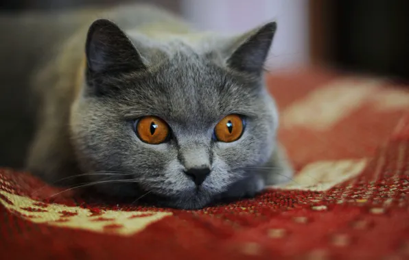 Кошка, кот, взгляд, серый, портрет, покрывало, мордашка, красный фон