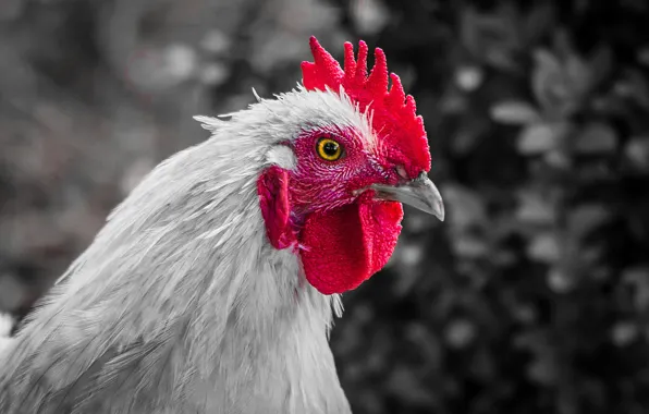 Фон, птица, курица