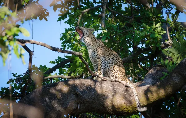 Картинка хищник, леопард, сидит, дикая кошка, зевает, на дереве