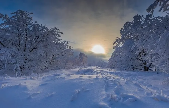 Картинка зима, снег, деревья, закат, сугробы, Россия, Максим Подосинников