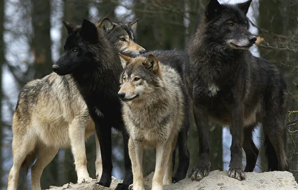 Картинка nature, snow, predator, face, animal, wolf, wildlife, portrait