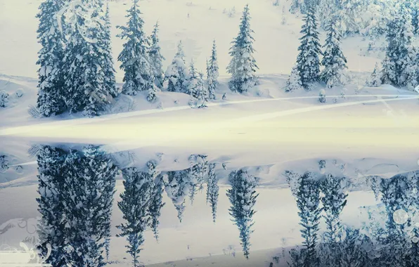 Картинка зима, снег, отражение, елки