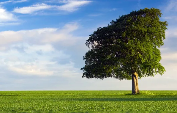 Картинка grass, sky, Tree, field, nature, spring