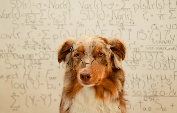Картинка фон, собака, очки