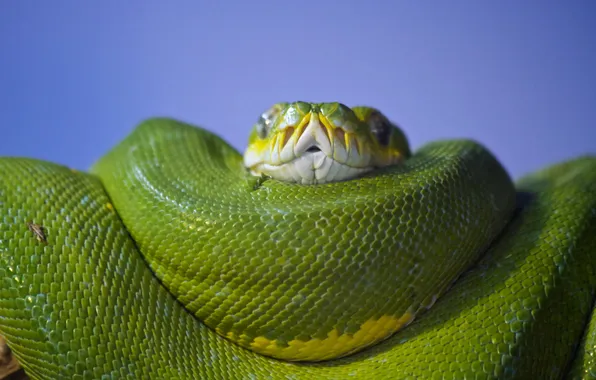 Python, ssssshhhhhh, Healesville Sanctuary