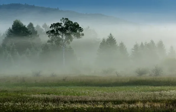 Пейзаж, природа, туман, утро