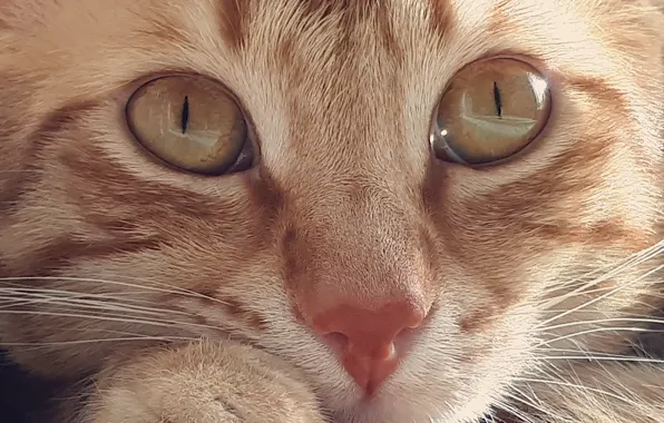 Cat, closeup, cat eye