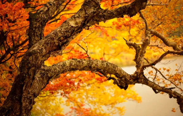Осень, листья, ветки, дерево, желтые, ствол