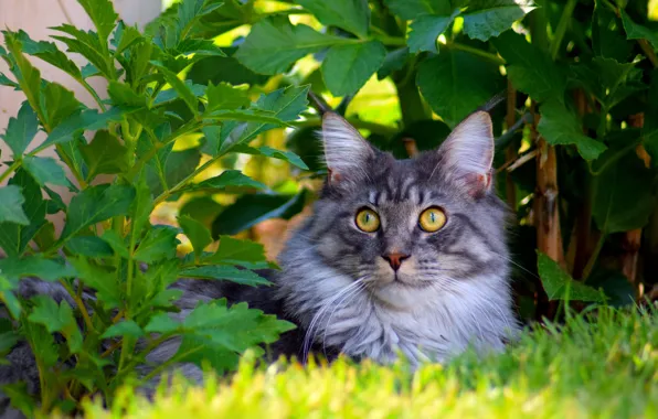 Зелень, кошка, трава, кот, взгляд, морда, ветки, природа