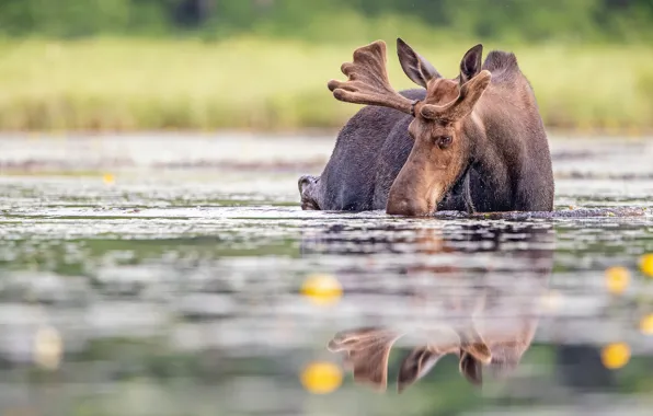 Лето, взгляд, морда, вода, отражение, берег, купание, водопой