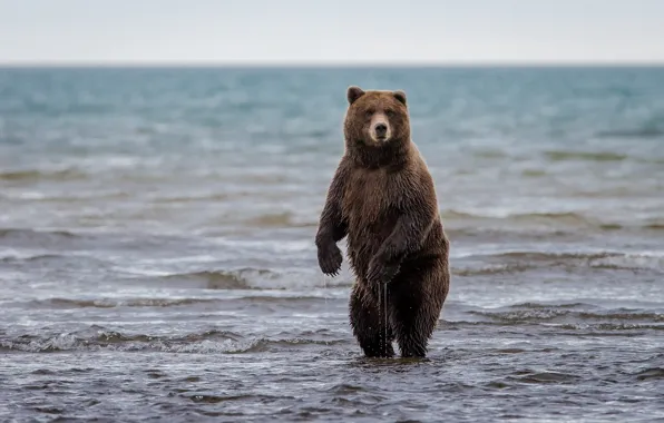 Картинка медведь, Аляска, Alaska, стойка, гризли, Lake Clark National Park, озеро Кларк