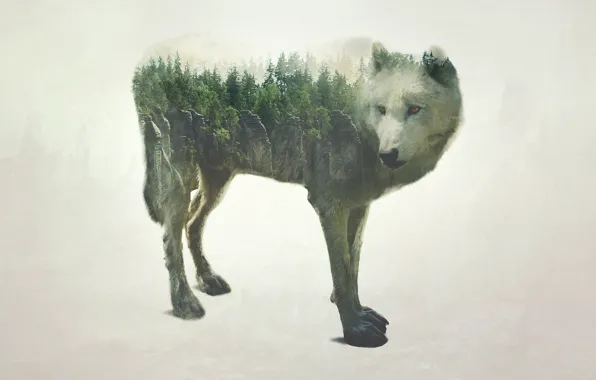 Картинка лес, природа, скала, волк, обработка