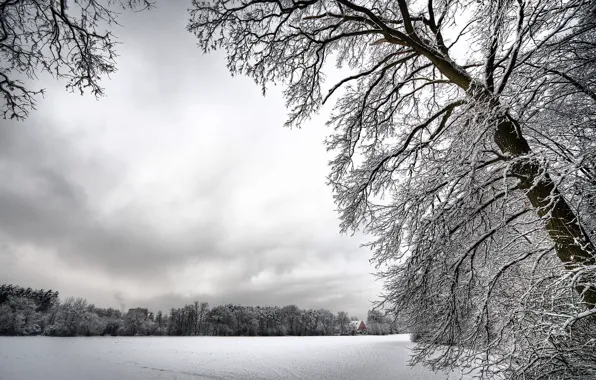 Белый, снег, деревья, Зима