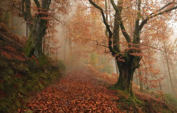 Картинка осень, лес, деревья, туман, Испания, Spain, опавшие листья, Наварра