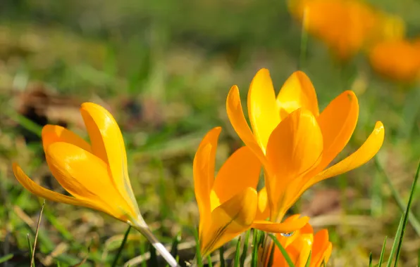 Flower, spring, crocus