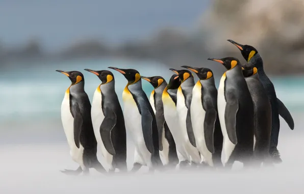 Картинка птицы, пингвины, боке, Королевский пингвин
