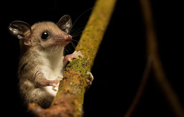 Природа, Mouse opossum, Marmosops