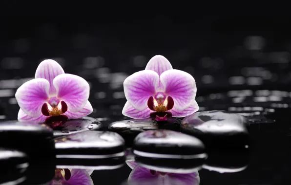 Картинка вода, цветы, камни, орхидея