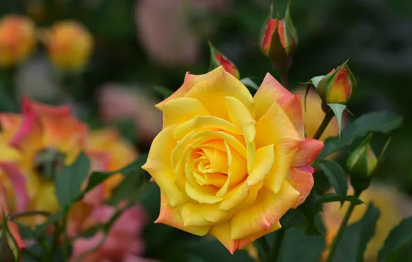 Цветок, природа, роза, бутоны, жёлтая
