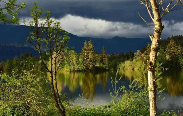 Картинка лес, облака, деревья, отражение, река, штат Вашингтон, Columbia River, река Колумбия