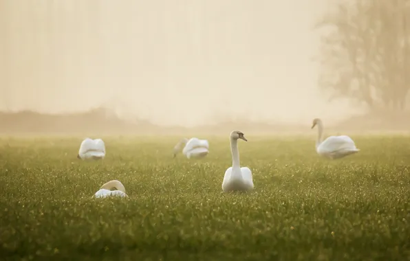 Туман, утро, лебеди