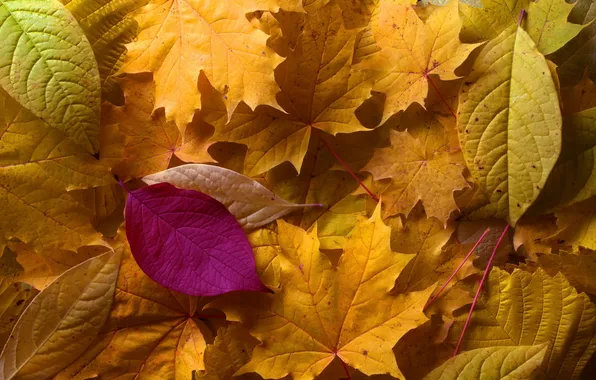 Nature, autumn, Leaves
