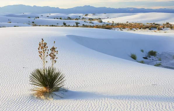 Картинка песок, пейзаж, горы, природа, пустыня, растение, горизонт, nature
