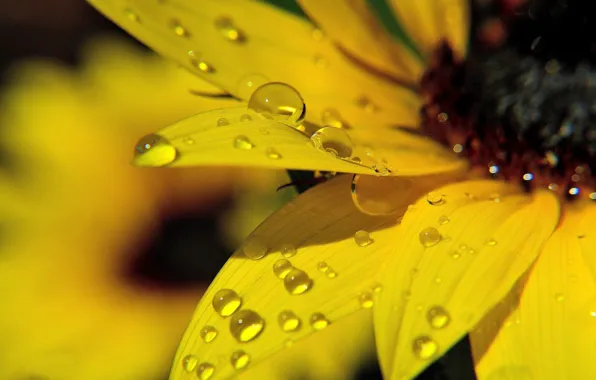 Цветок, макро, желтый, роса, подсолнух, flower, yellow, macro