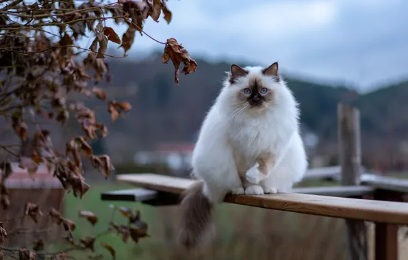 Осень, кошка, небо, кот, взгляд, ветки, природа, поза
