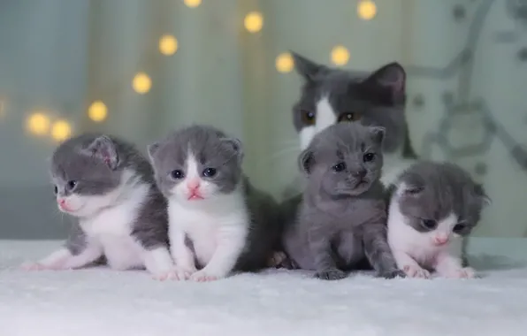 Взгляд, кошки, поза, котенок, котята, мама, милые, мордашки