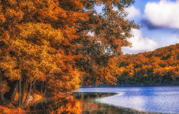 Картинка осень, лес, река
