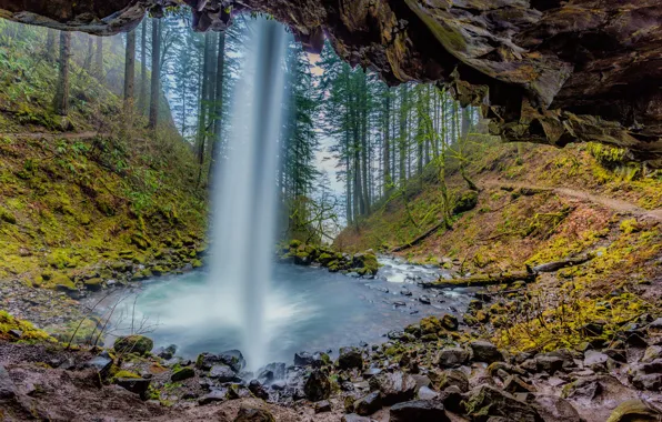 Лес, листья, водопад, forest