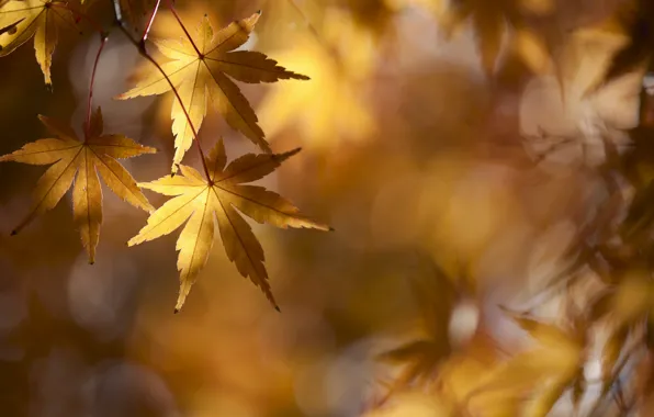 Осень, ветки, листва, клён, золотой